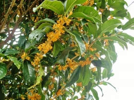 CIMG2129 (400x300).jpg