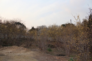 IMG_0085 (800x533).jpg