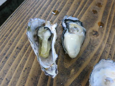 IMG_6530.JPG