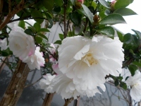 DSCN0510 (200x150).jpg